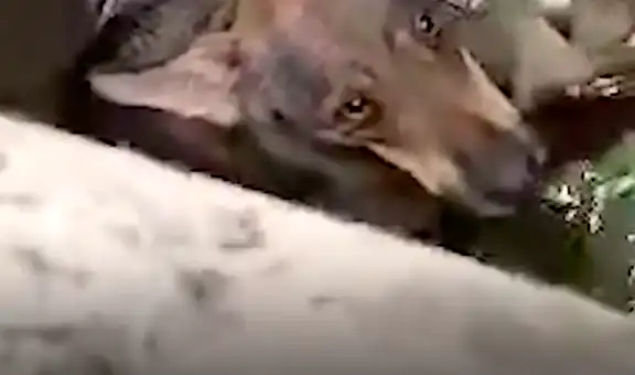 Joven visita a perrita callejera para alimentarla y la encuentra dentro de un estanque de agua