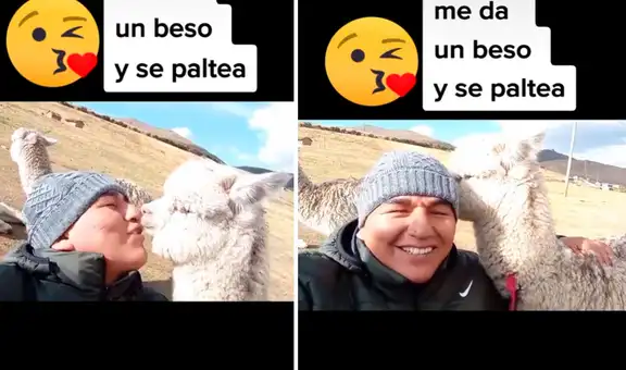 Curiosa alpaca tiene tierna reacción tras recibir el beso de un turista