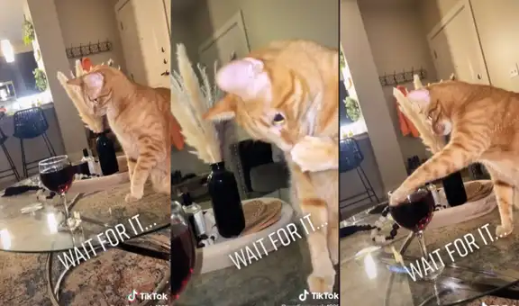 Graban a gatito intentando probar vino de la copa que su dueña dejó en su sala