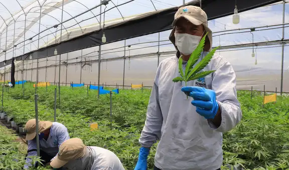 Clínica ofrece tratamiento contra el VIH con cannabis medicinal