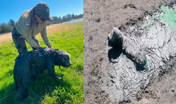 Perrito queda atrapado en el fango y fue salvado gracias a que pidió auxilio con ladridos