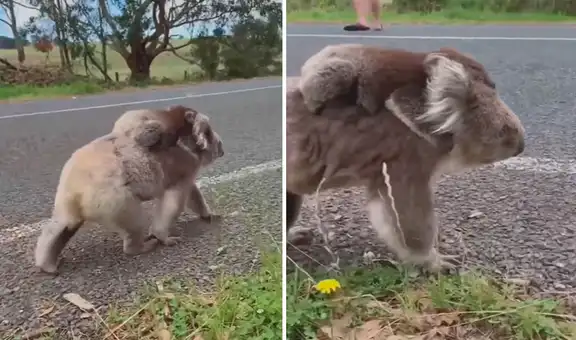 Mamá koala lleva a su cría en la espalda para protegerla mientras buscan un refugio 
