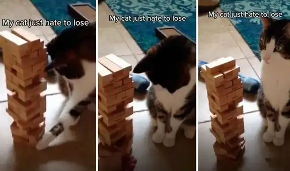 Gato juega jenga con su dueño y se molesta cuando descubre que va a perder 