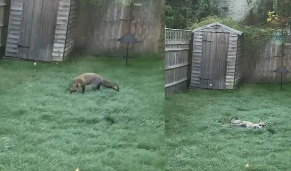Zorrito tiene inesperada reacción al ver por primera vez la helada