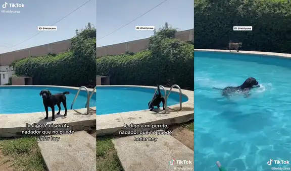 Perrito que adora nadar desobedece a su dueña y decide meterse a la piscina de su hogar