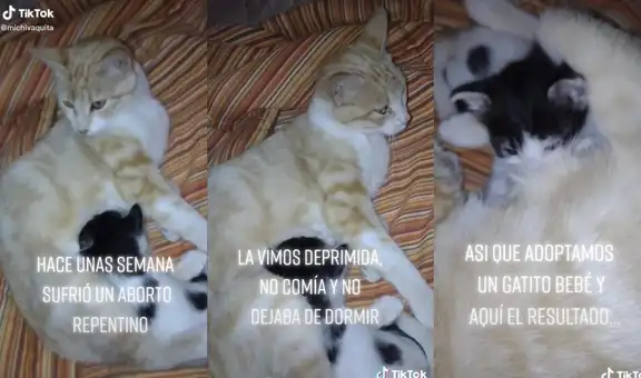 Gatita que perdió a su cría amamanta a minino adoptado como si fuese suyo