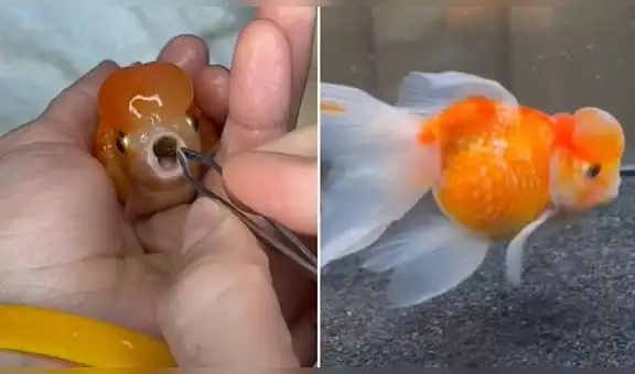 Joven utiliza pinzas para salvar a un pez moribundo y es felicitado en redes sociales
