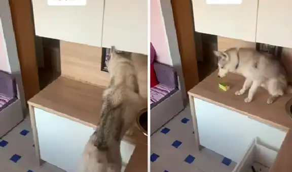 Mujer revisa la cámara escondida y descubre lo que hace su perro en su ausencia