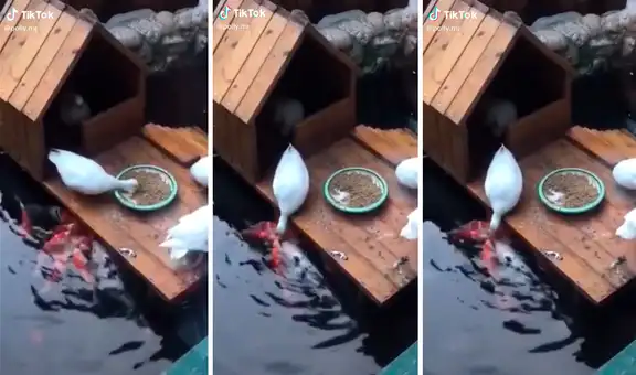 Pato alimenta con su comida a un grupo de hambrientos peces que esperaban en un estanque