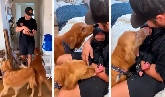 Perros conocen al bebé de sus dueños y lo llenan de ‘besos’ para demostrar su cariño