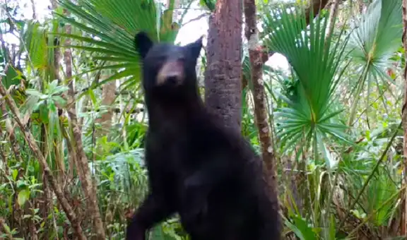 Cámara escondida capta momento en que oso aprovecha la lluvia para darse un baño
