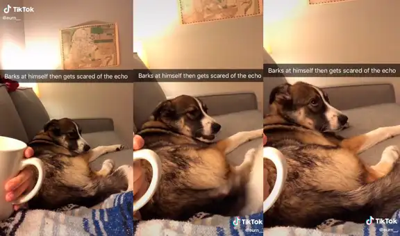Perrito es captado cuando ladra y se asusta al escuchar el eco que produjo