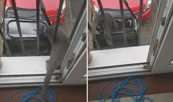 Mujer construye un ingenioso ascensor para que su gato pueda salir del edificio