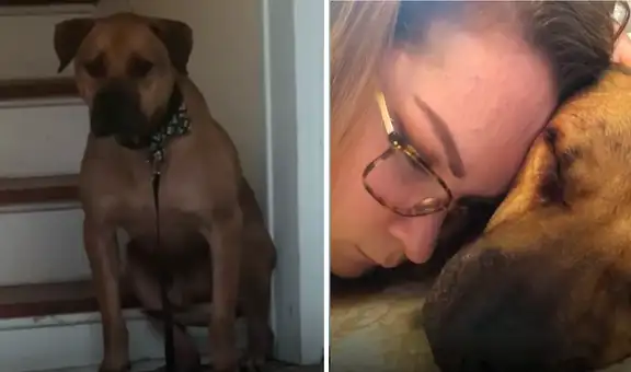 Conoce la historia de Chapo, el perro callejero que sufrió de violencia y ahora luce distinto