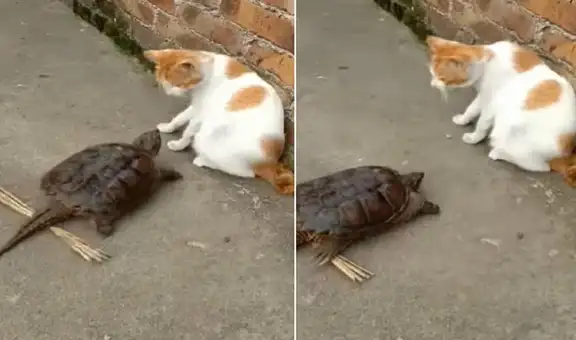 Gato se salva de ser atacado por una pequeña tortuga que lo persiguió para morderlo