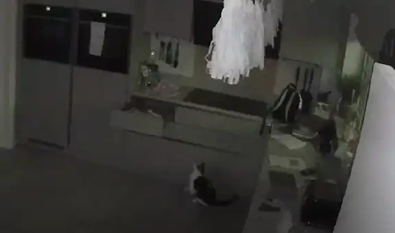 Gatito aprovecha que sus dueños están dormidos para robarles sus golosinas