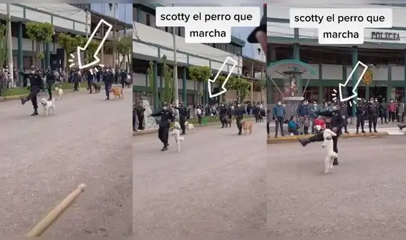 Scott, el perrito que ‘marcha’ en dos patas junto con la Policía Nacional del Perú