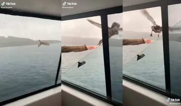 Pato vuela hacia una embarcación en medio de un lago para recibir un trozo de pan