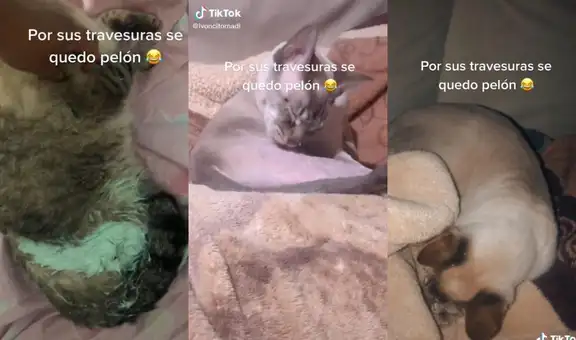 Gatito se revuelca en la pintura y su dueña se ve obligada a raparlo