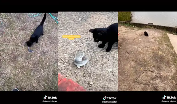 Gatito hambriento se acerca a pescador que decide invitarle unos peces que atrapó