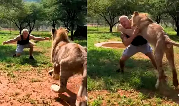 Hombre ingresa a recinto de león que cuidó desde bebé y este tiene tierna reacción