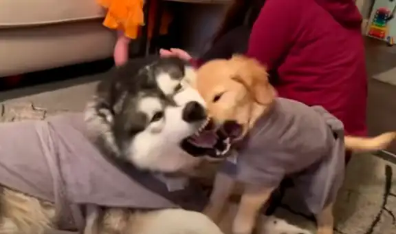 Perro conoce a la nueva mascota de su dueña por primera vez y protagonizan una tierna escena