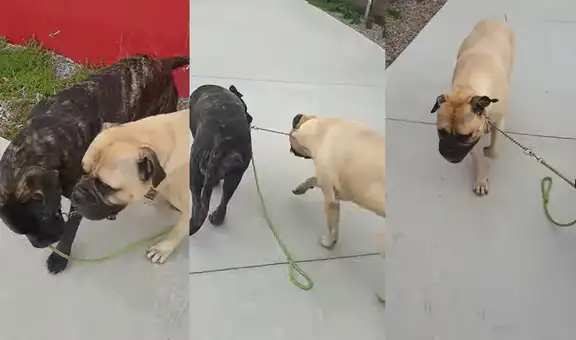 Perrito colabora con su dueña y ayuda a que su compañero canino avance más rápido