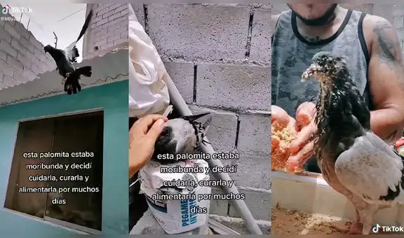 Cuida a una paloma herida y ahora lo visita todos los días en búsqueda de comida