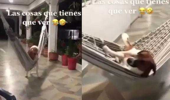 Joven graba el curioso comportamiento de su perrito para subir a una hamaca