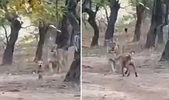 Perro no tiene temor y arriesga su vida al enfrentarse a una leona en medio del bosque