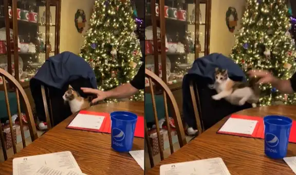 Adorable gatito salta de su silla al asustarse con las manos de su dueño