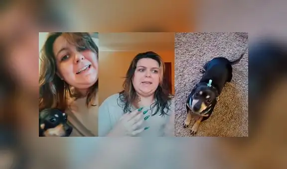 Mujer cuenta que el chihuahua que adoptó “solo le hace caso si le habla en español”