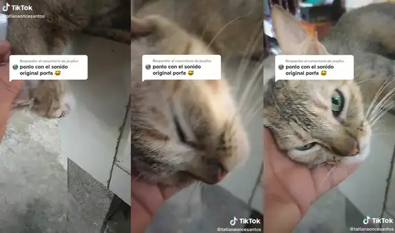 Gato se queda profundamente dormido a tal punto de que su dueña piensa que falleció