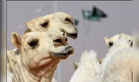 Inyectan botox a camellos para participar en concurso de belleza saudí