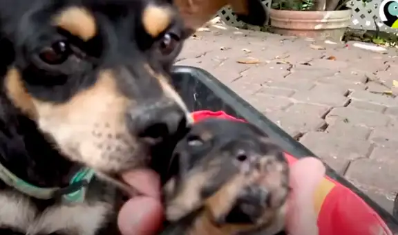 Mujer escucha extraños sonidos en su patio trasero y encuentra a una perrita con sus crías