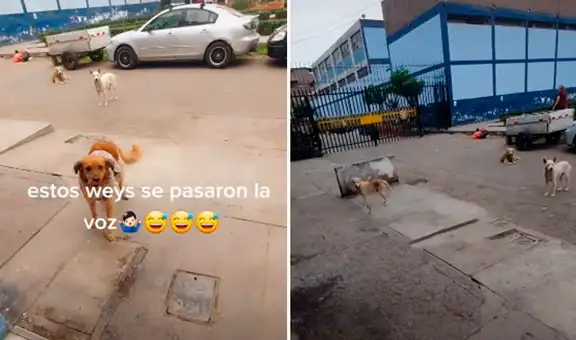 Joven ayuda a un perro sin hogar y al día siguiente este regresa acompañado de sus ‘amigos’ 
