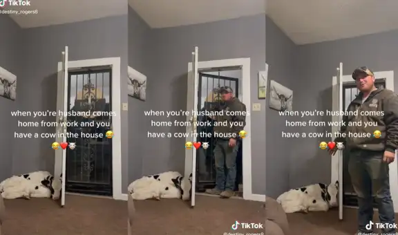 Mujer esconde una vaca en su casa y asombra a su esposo con el nuevo invitado