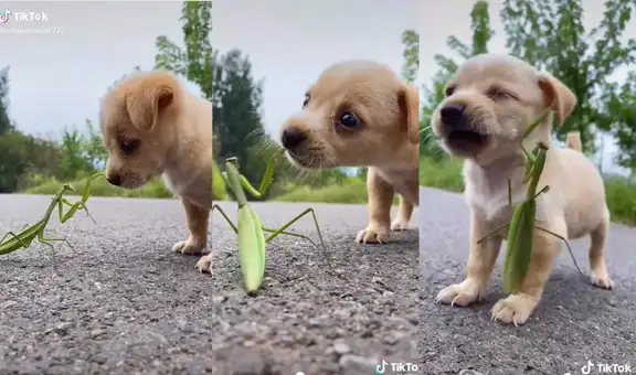 Curioso perrito se acerca a una mantis religiosa y tienen tierna reacción