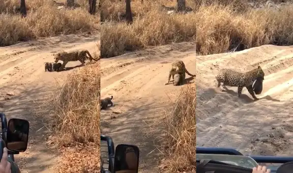 Mamá leopardo protege a sus cachorros de la presencia de turistas
