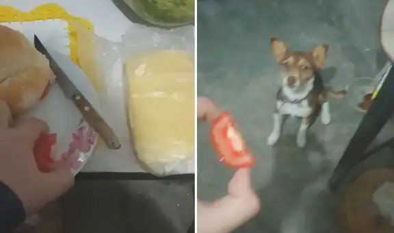 Perrito rechaza sus galletas y prefiere comer el tomate que su dueña le invita