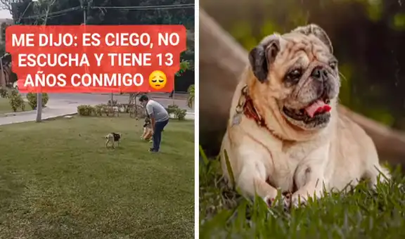 Joven se encuentra con un perro con discapacidad y se ofrece a hacerle una sesión de fotos 