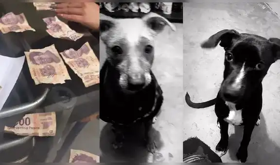 Perritos sorprenden a su dueña al romper sus billetes y escena se viraliza