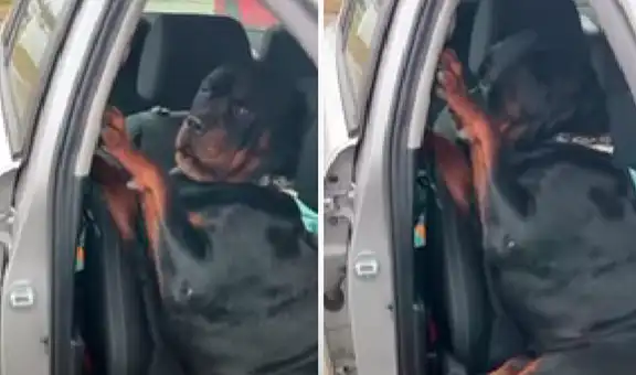 Perrito se niega a ir en el asiento delantero para ponerse junto a su dueño y viajar cómodo
