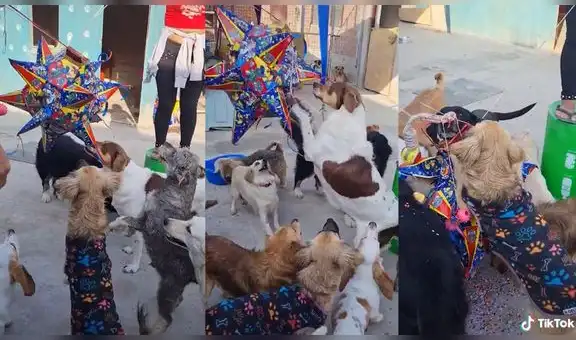 Albergue organiza celebración con piñata para que los perritos saquen las sorpresas