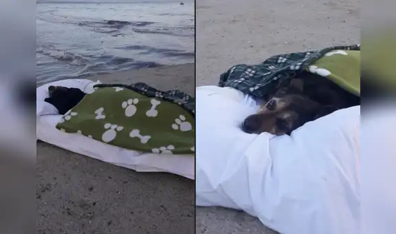 Perrita con enfermedad terminal fue llevada por última vez a su playa favorita