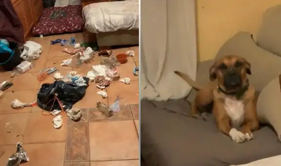 Joven entra a su casa y descubre que su travieso perro esparció la basura en toda la sala