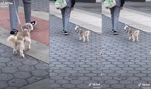 Perrito camina de forma peculiar junto a dueño y video cautiva las redes sociales