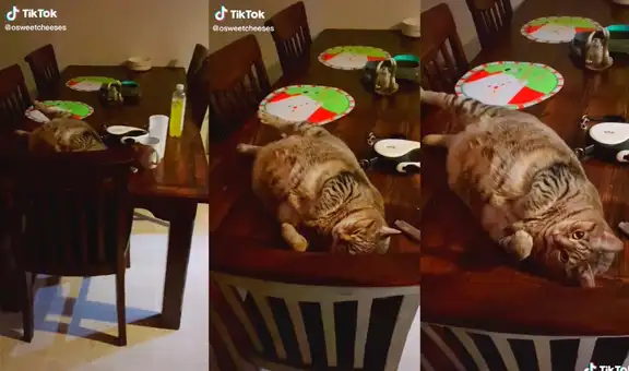 Gatito con sobrepeso se queda dormido encima de la mesa y su dueña lo descubre
