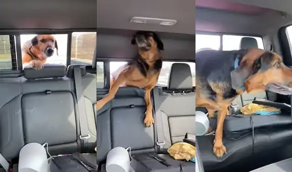 Perrito que estaba en la batea se metió por la ventana para entrar a los asientos traseros