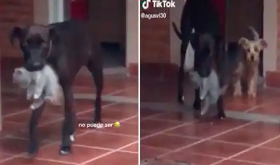 Perrita conoce al gatito huérfano que adoptó su dueña y lo protege como si fuera su cría